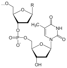 Image result for նուկլեինաթթուններ